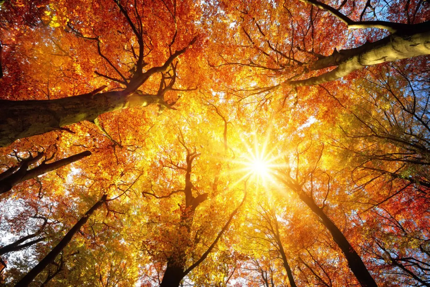 Sunlight filtering through vibrant autumn leaves in a forest canopy.
