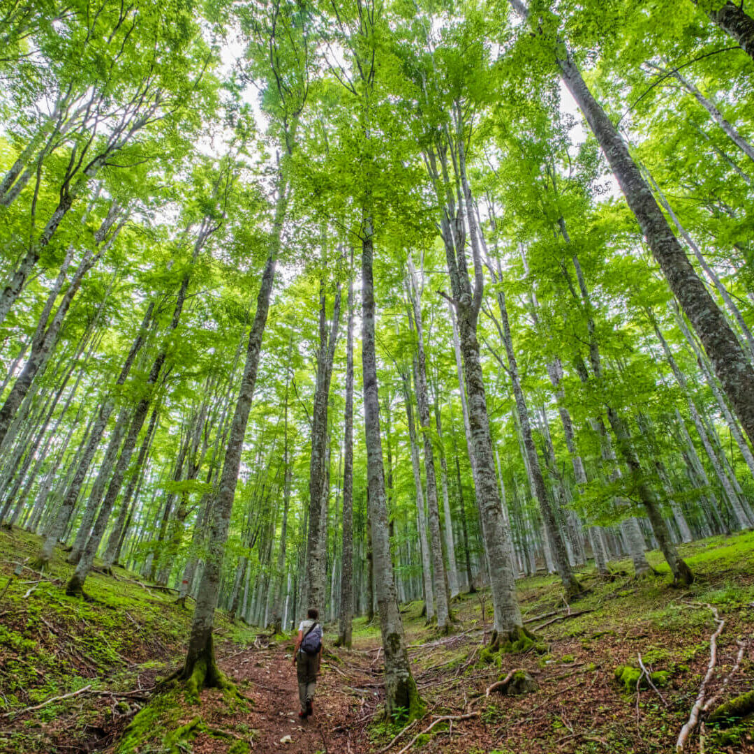 Two hikers walking through a dense bamboo forest with tall green stalks.