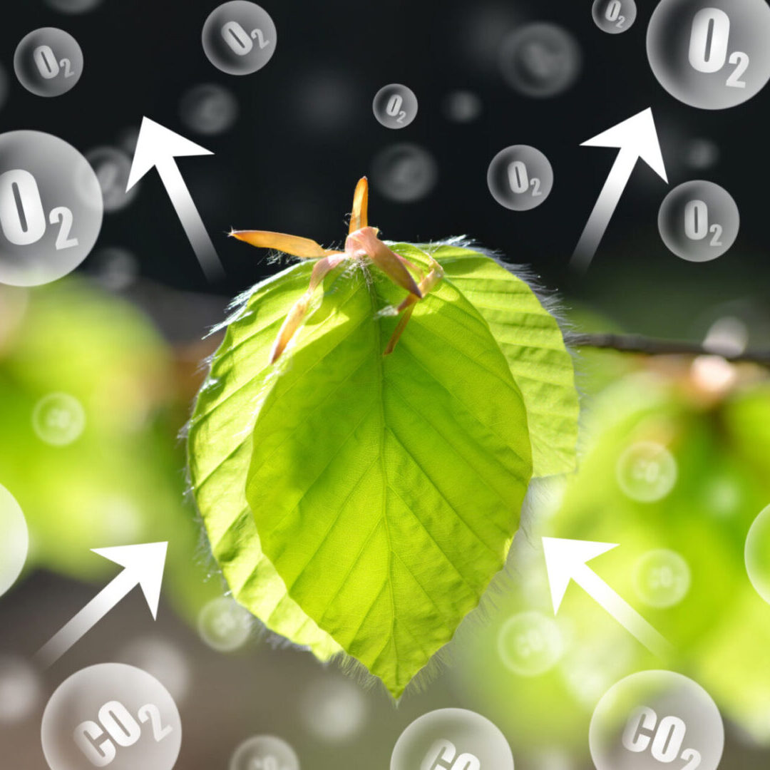 Photosynthesis process with arrows and gases
